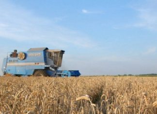 Главным импортером украинского зерна в 2020 стал Китай