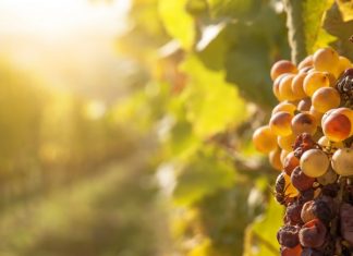 Собиравшая виноград в Крыму россиянка рассказала, сколько на этом можно заработать