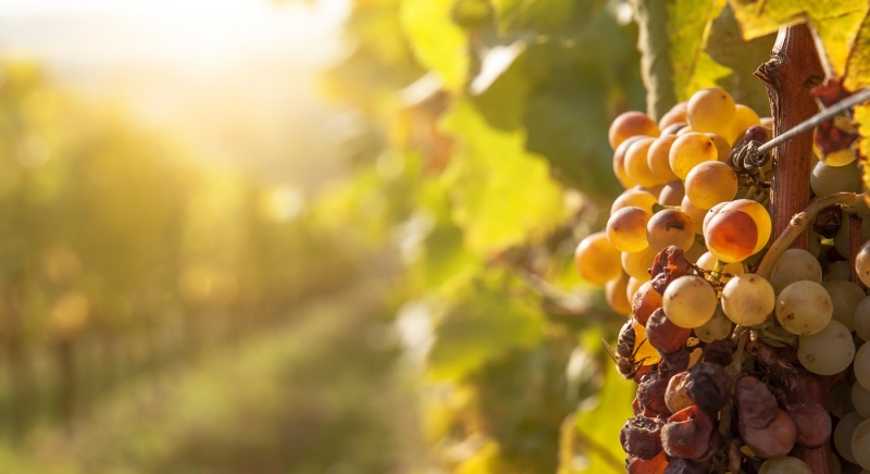 Собиравшая виноград в Крыму россиянка рассказала, сколько на этом можно заработать