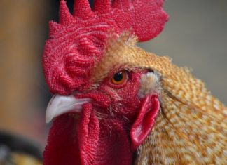 Во Франции запахи и звуки деревни признаны «сенсорным наследием»