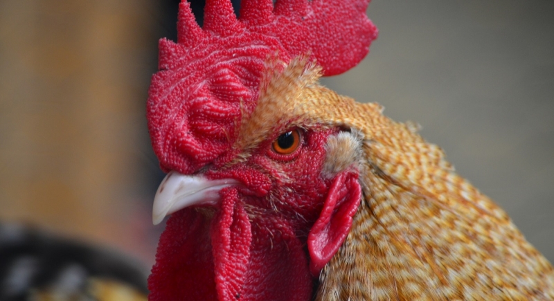 Во Франции запахи и звуки деревни признаны «сенсорным наследием»