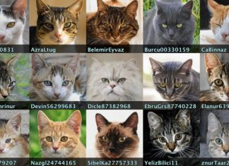 Порно, боты и коты: в Twitter обнаружили сеть фейковых аккаунтов