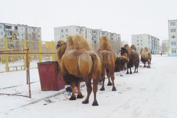 Россияне взмолились о переселении с Байконура на родину