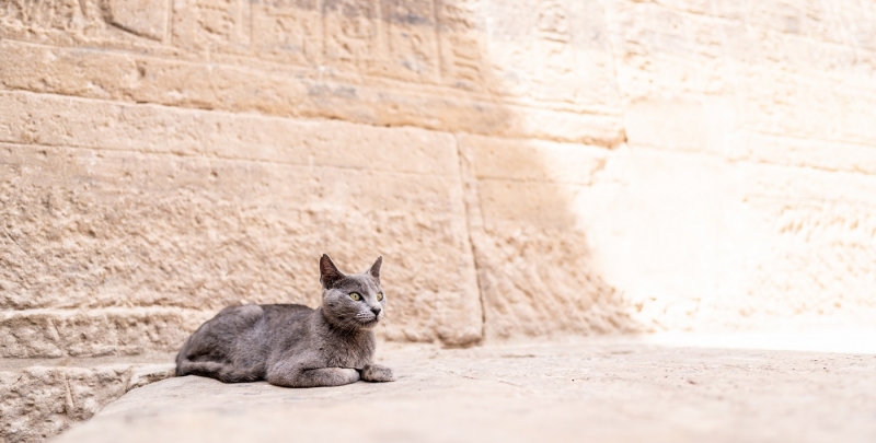 Снизились цены на турпакеты в Египет
