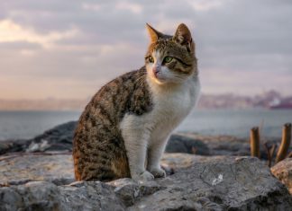 Турист рассказал об отдыхе в самом «кошачьем» городе Турции. И это не Стамбул