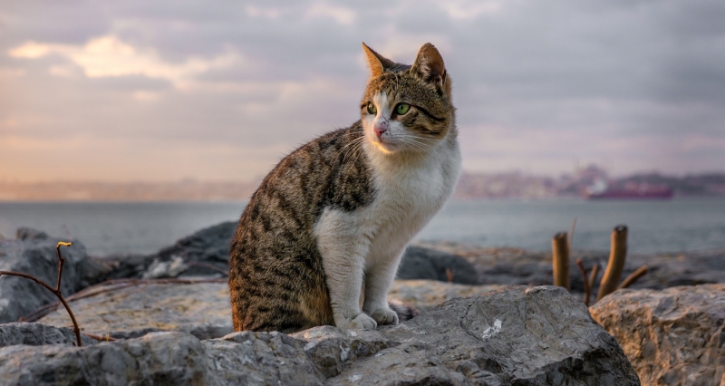 Турист рассказал об отдыхе в самом &laquo;кошачьем&raquo; городе Турции. И это не Стамбул