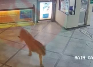 В Индии лев прогулялся по территории отеля (видео)