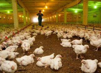 В Роспотребнадзоре исключили распространение в РФ нового штамма птичьего гриппа