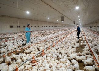 Вирусолог рассказал о мерах профилактики птичьего гриппа H5N8