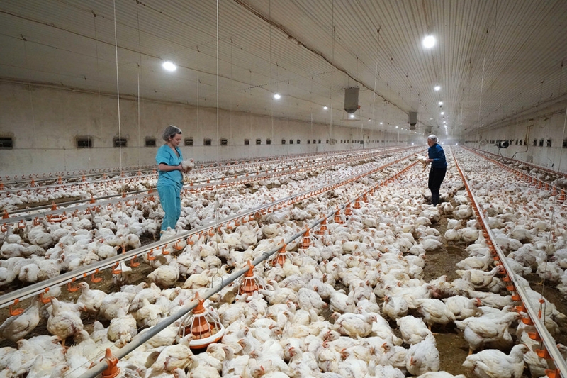 Вирусолог рассказал о мерах профилактики птичьего гриппа H5N8