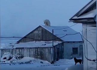 Белый медведь «навестил» российских полярников