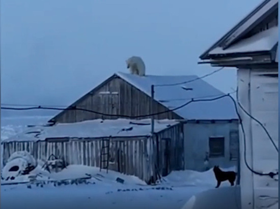 Белый медведь "навестил" российских полярников