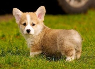 Елизавета II назвала новых корги в честь дяди и любимого озера