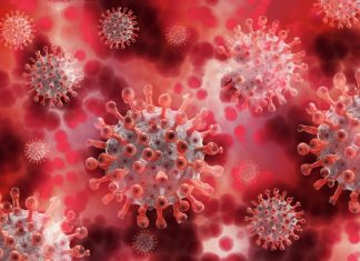 Китай положительно оценил выводы экспертов ВОЗ об источнике происхождения COVID-19