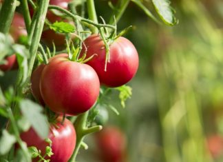 Назван продукт, который поможет справиться с весенней депрессией