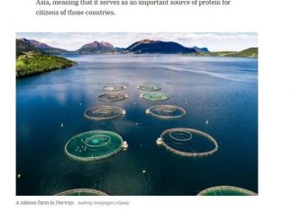 NYT: Рыбные фермы оказались полезны для окружающей среды из-за рыб-вегетерианцев