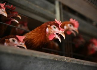 Попова: Люди могут быть переносчиками нового штамма птичьего гриппа