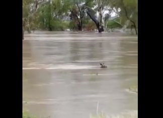 После наводнения из Австралии приходят кадры с плавающими кенгуру