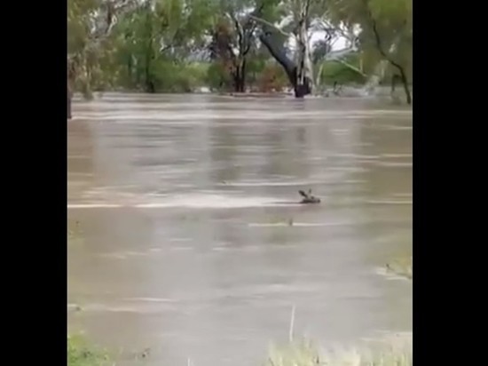 После наводнения из Австралии приходят кадры с плавающими кенгуру
