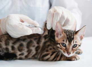 Россия зарегистрировала первую в мире вакцину от коронавируса для животных