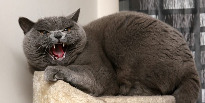 Самолет вернулся в аэропорт из-за агрессивного кота на борту