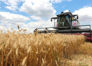 Украинские власти запретили ввоз пшеницы и подсолнечного масла из России