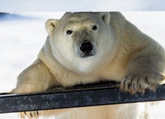 В Китае начал работу отель с белыми медведями