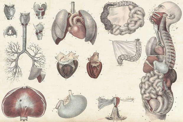 В Москву привезли немецкие трупы: а то нам своих мало