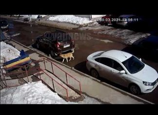 Кунг-фу кот стал героем соцсетей, намяв бока своре собак