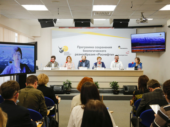 Белый мишка и сестра его чайка