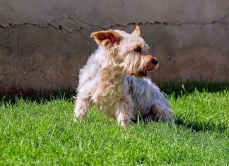 Кинолог рассказал, как развеселить тоскующую собаку