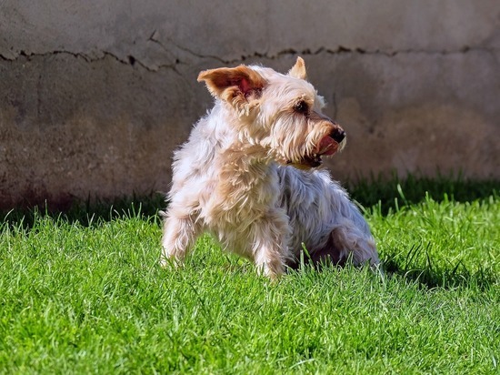 Кинолог рассказал, как развеселить тоскующую собаку