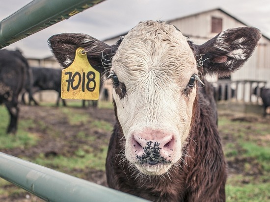 Новая Зеландия решила из космоса контролировать метеоризм коров