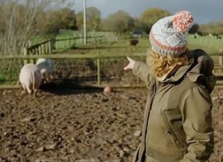 Спаривание свиней в утреннем шоу возмутило телезрителей