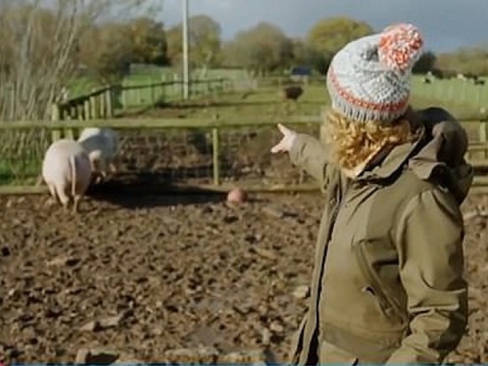 Спаривание свиней в утреннем шоу возмутило телезрителей