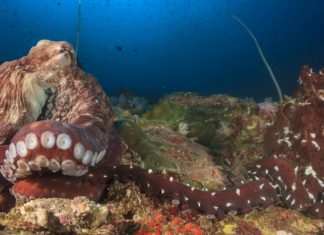 В Австралии отдыхающего атаковал осьминог (видео)