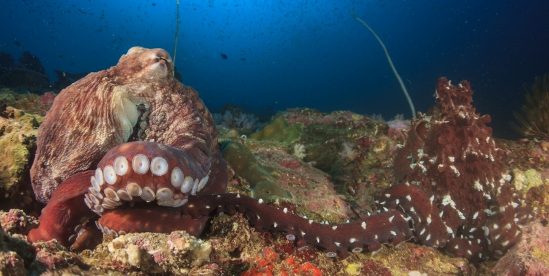 В Австралии отдыхающего атаковал осьминог (видео)