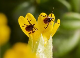 В МЧС объяснили, как защититься от укусов клещей с приходом тепла