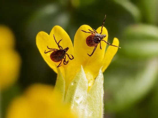 В МЧС объяснили, как защититься от укусов клещей с приходом тепла