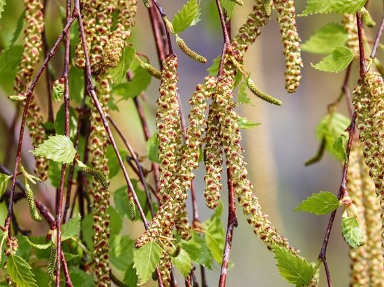 В Роспотребнадзоре рассказали, кто больше подвержен аллергии
