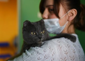 В России начались испытания вакцины для профилактики аллергии на кошек