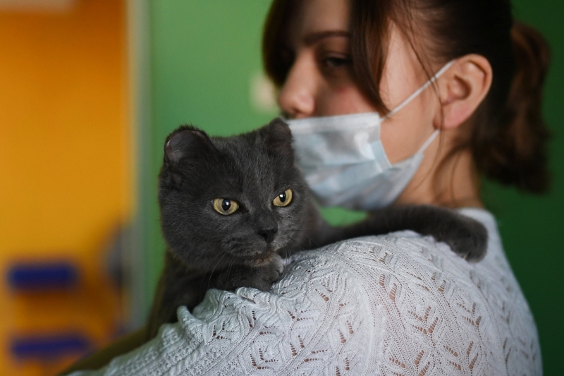 В России начались испытания вакцины для профилактики аллергии на кошек