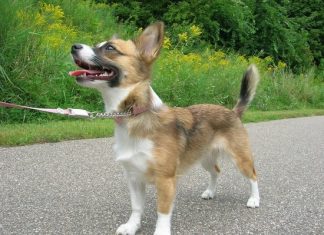 В России запретили забирать домашних животных за долги