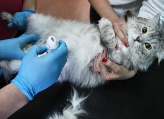 Ветеринарных врачей обяжут получать лицензии