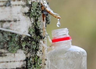 Врач-диетолог рассказала о плюсах и минусах березового сока