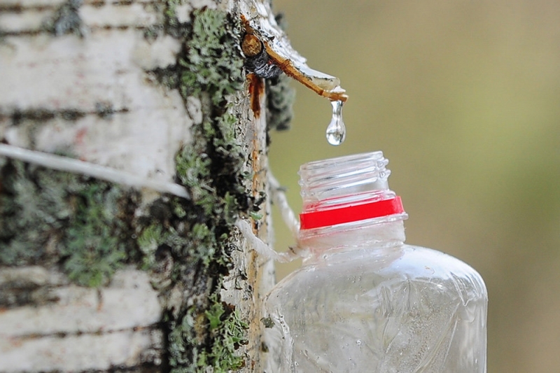 Врач-диетолог рассказала о плюсах и минусах березового сока
