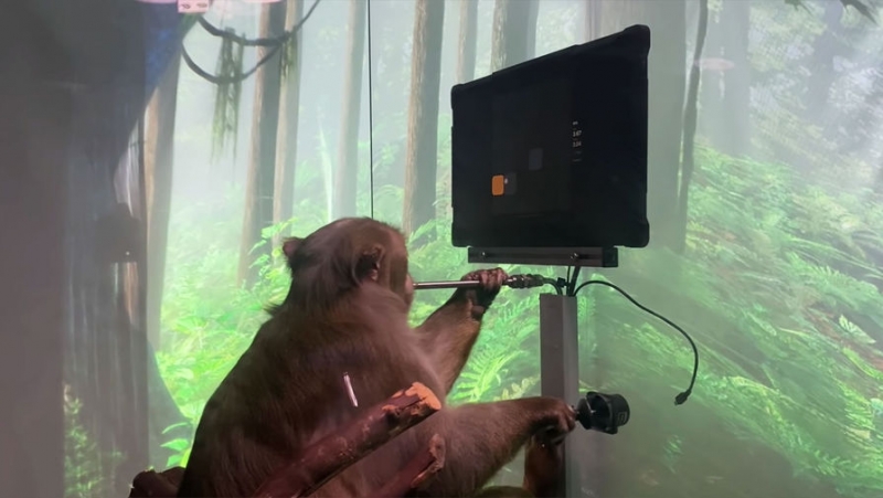 «Ждите в Twitch»: Маск научил обезьяну играть в пинг-понг силой мысли