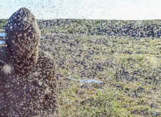 Черная мошка устроила апокалипсис в Ульяновской области: деревни вымерли