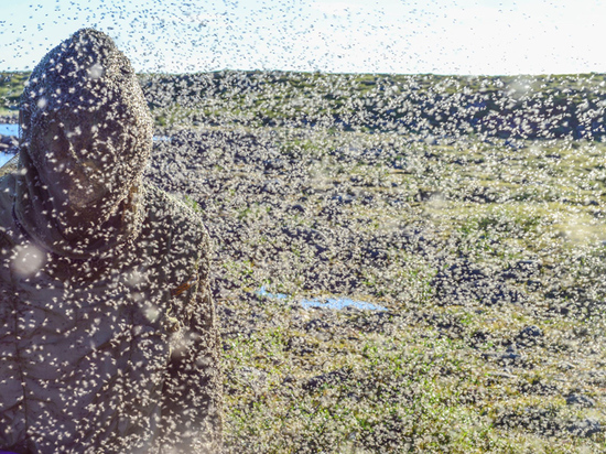 Черная мошка устроила апокалипсис в Ульяновской области: деревни вымерли