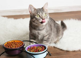 Как правильно выбрать корм для кошек